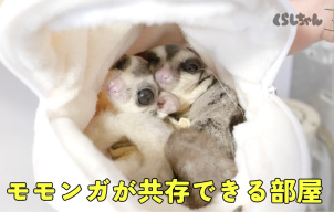 モモンガが共存できる部屋